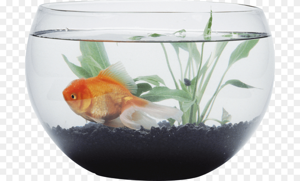 Aquarium Background Transparent Fish In Bowl Gif, Animal, Sea Life, Water, Goldfish Png