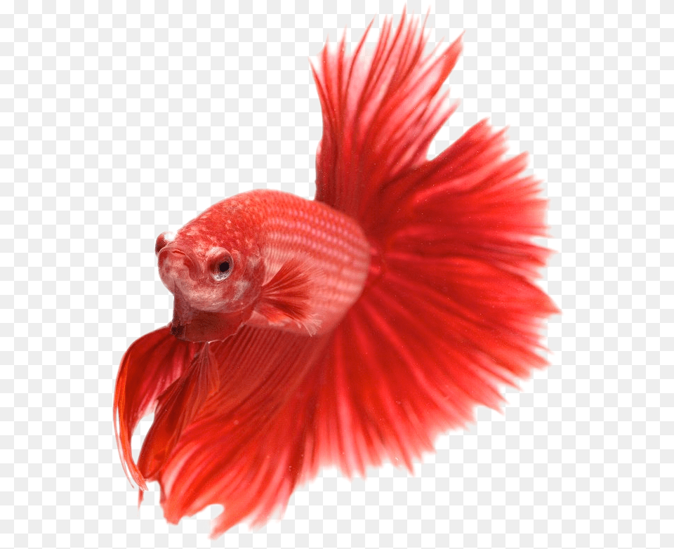 Aquarium Fish Images, Animal, Sea Life, Goldfish Free Transparent Png