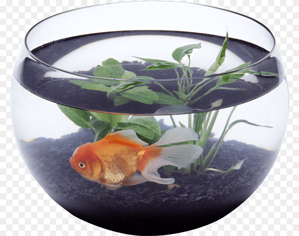 Aquarium Fish In Aquarium, Animal, Sea Life, Water Free Png