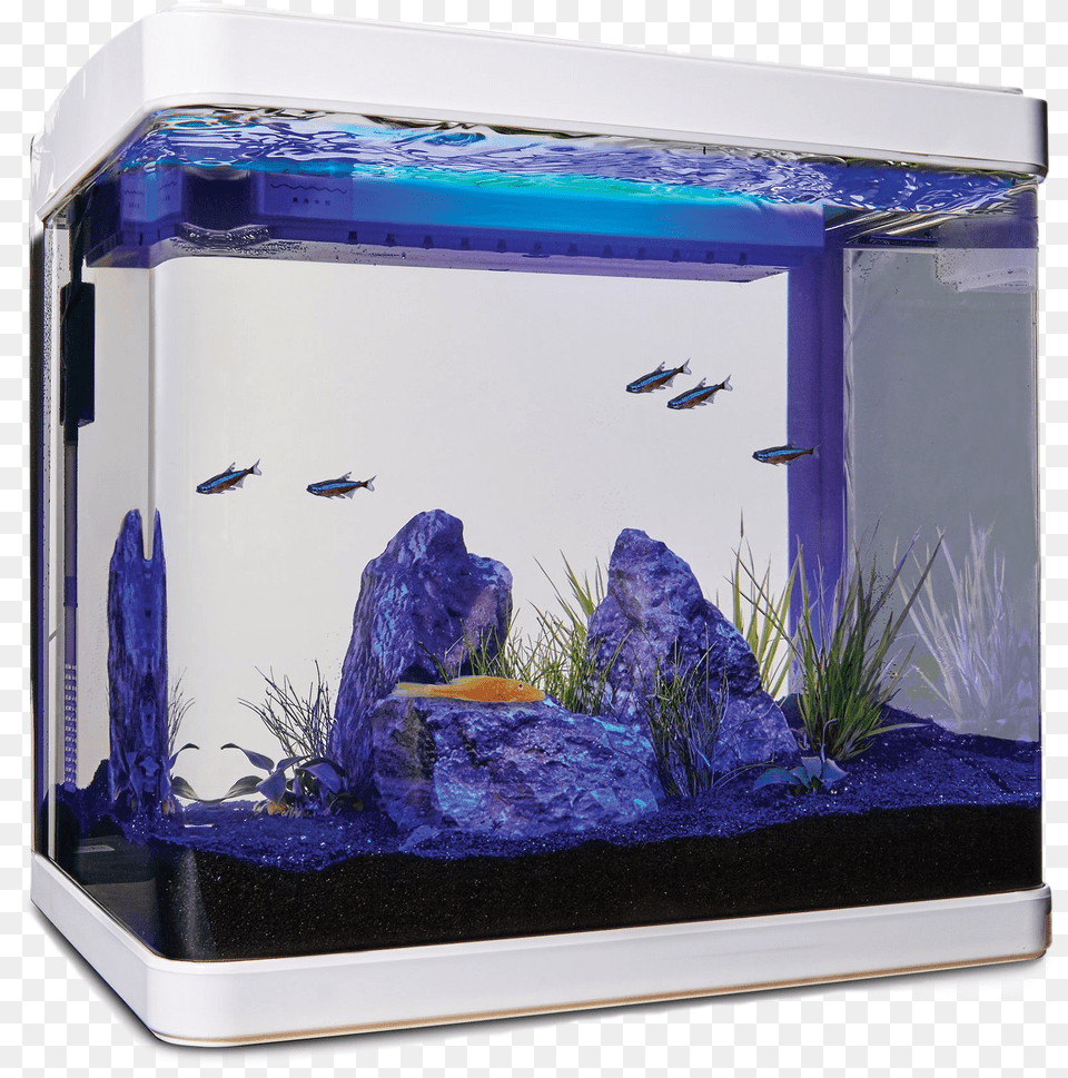 Aquarium Fish Tank Clipart Imagitarium Freshwater Cube Aquarium Kit 52 Gal, Animal, Sea Life, Water, Aircraft Png Image