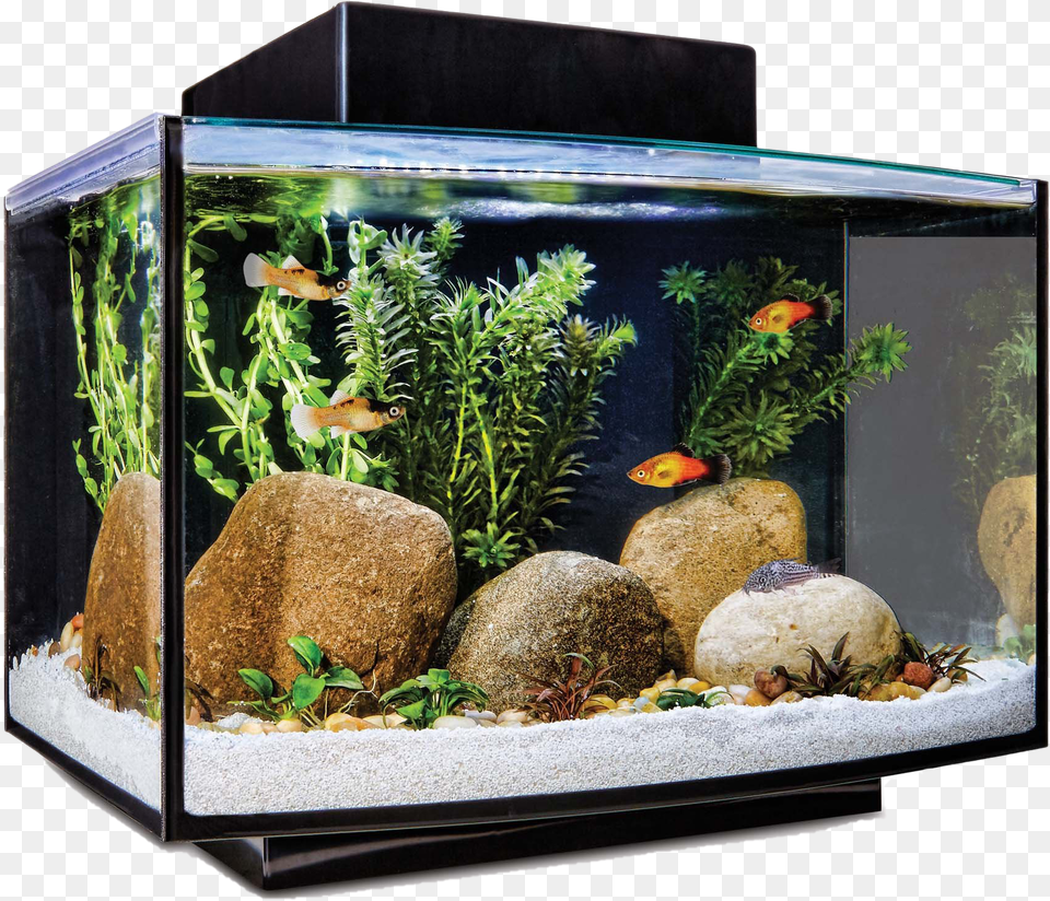 Aquarium Fish Tank File Imagitarium Platform Freshwater Aquarium Kit 66 Gal, Animal, Sea Life, Water Free Png Download