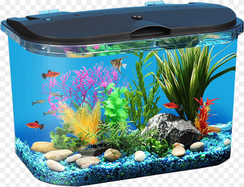 Aquarium Fish Tank Image Fish Tank, Animal, Sea Life, Water Free Transparent Png