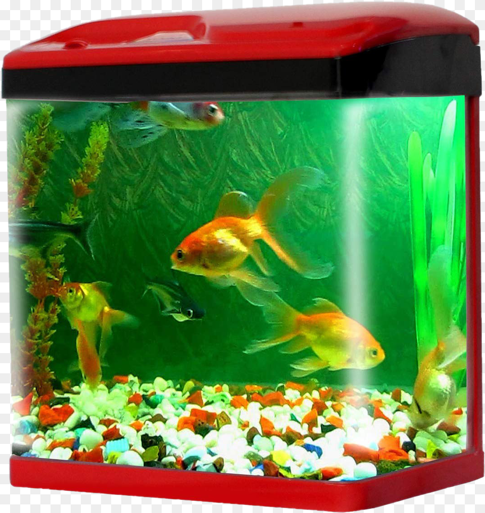 Aquarium Fish Tank Pic Aquarium Fish Tank Price, Animal, Sea Life, Water Png
