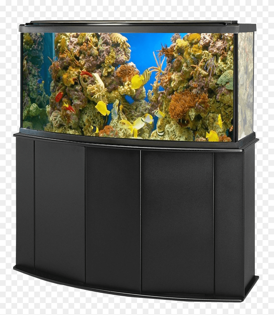 Aquarium Fish Tank Transparent Background Fish Tank, Animal, Sea Life, Water, Nature Free Png Download