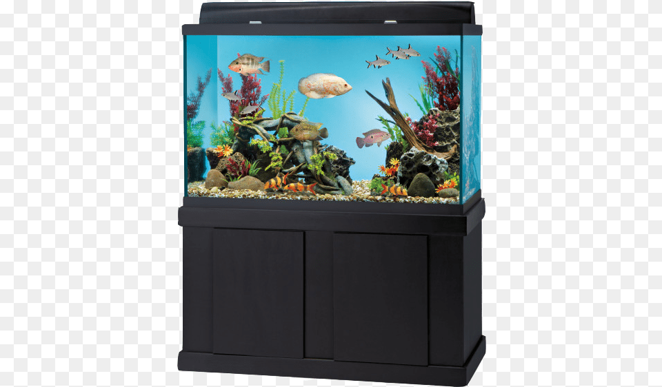 Aquarium Kit Fish Aquarium At Home, Animal, Sea Life, Water, Aquatic Png Image