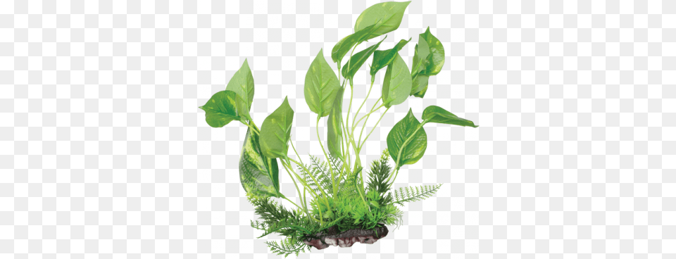 Aquarium Plants Fluval Marbled Anubias Plant For Aquarium 95 Inch, Herbal, Herbs, Leaf, Potted Plant Png Image