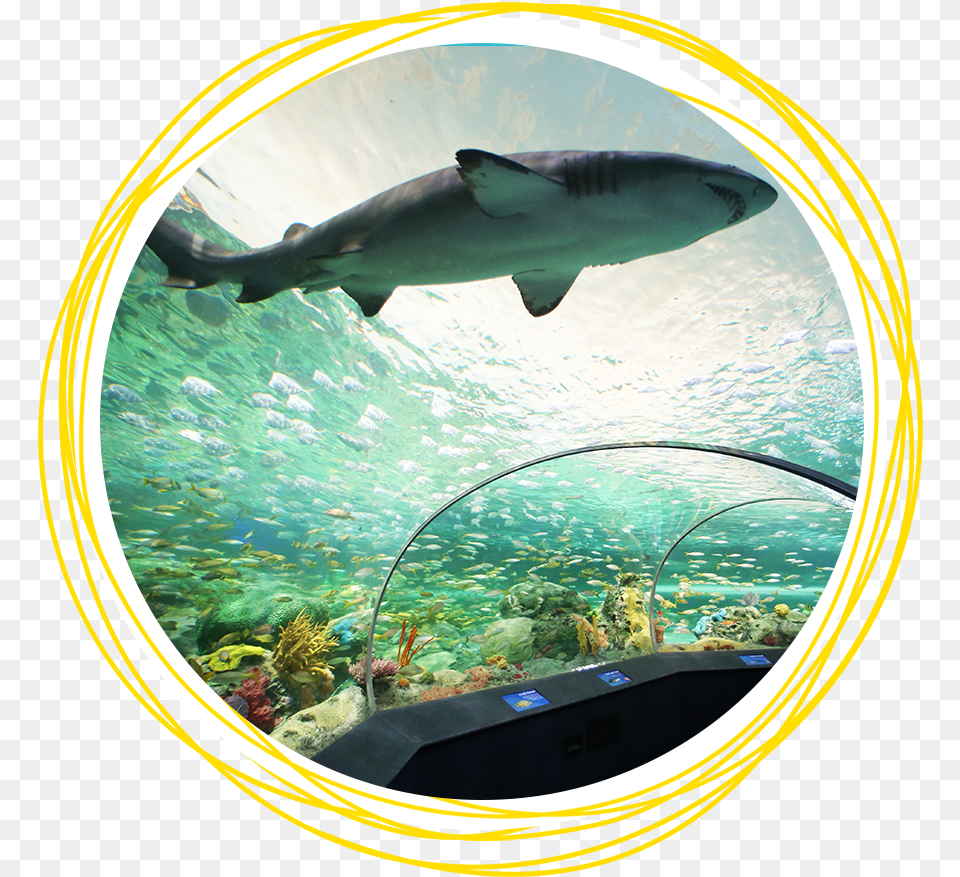 Aquarium Toronto Sharks, Animal, Aquatic, Fish, Sea Life Free Png