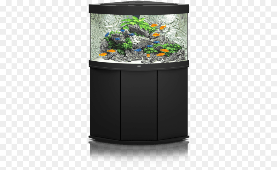Aquarium Transparent Juwel Cliff Light Background, Animal, Fish, Sea Life, Water Png