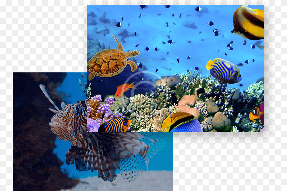 Aquarium Wallpaper 4k, Animal, Turtle, Sea Life, Sea Png Image