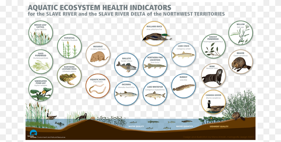 Aquatic Ecosystem Organisms, Book, Comics, Publication, Advertisement Free Png