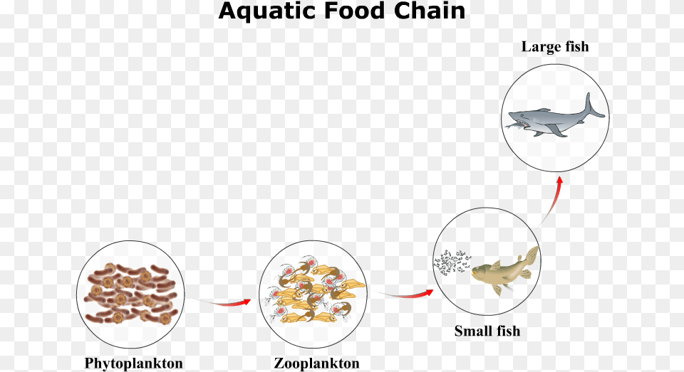 Aquatic Food Chain, Animal, Sea Life, Fish, Shark Png