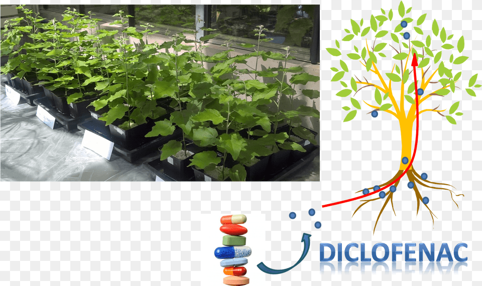 Aquatic Plant, Garden, Herbal, Herbs, Potted Plant Free Png