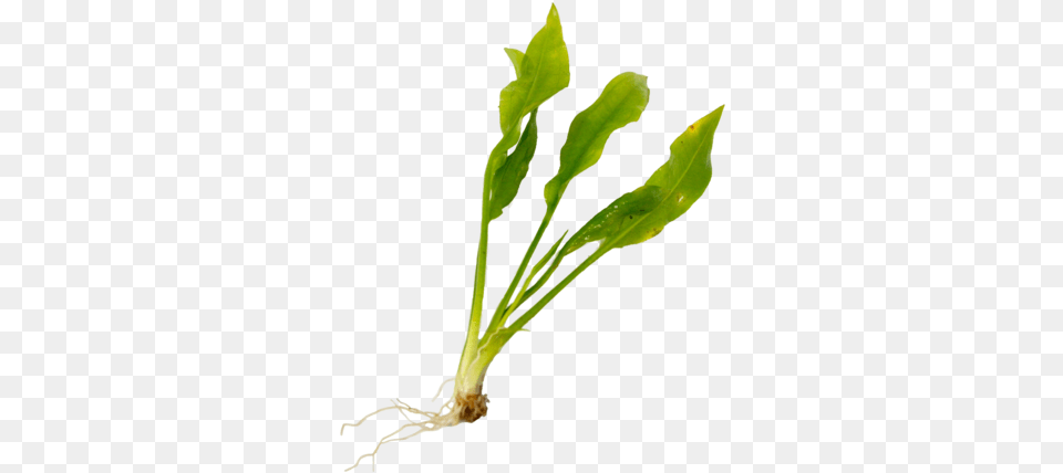 Aquatic Plant Carequotdata Rimgquotlazyquotdata Rimg Leaf Vegetable, Food, Produce Free Png Download