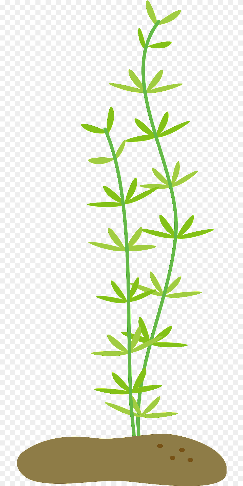 Aquatic Plant Clipart, Grass, Moss, Water, Tree Png