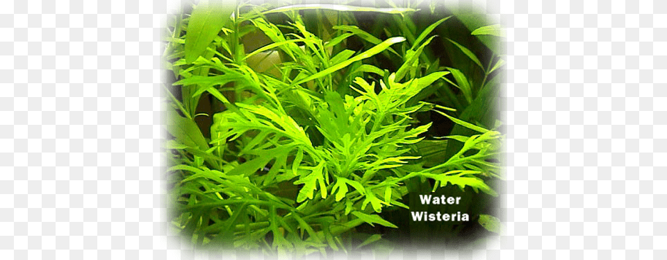 Aquatic Plants, Herbal, Herbs, Plant, Moss Free Png
