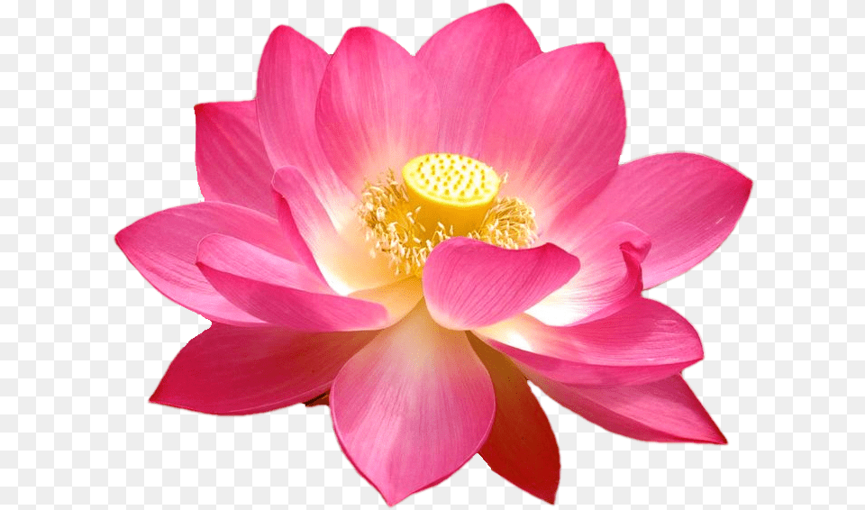 Aquatic Plants Lotus Flower Hd, Dahlia, Petal, Plant, Anther Png