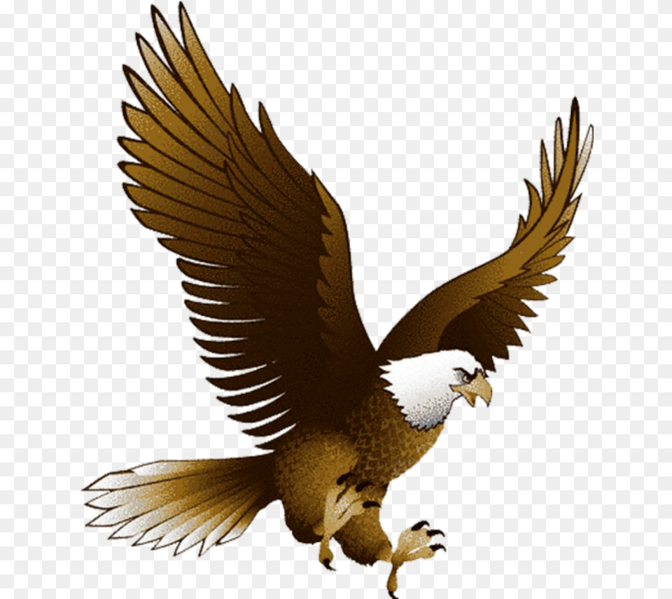 Aquila Eagle Bird Clipart, Animal, Flying, Vulture Free Transparent Png