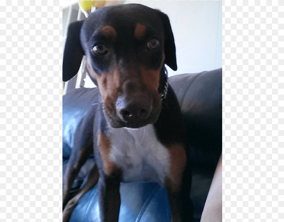 Aquilies Is A Neutered Male Doberman Mix Companion Dog, Animal, Mammal, Hound, Pet Png Image