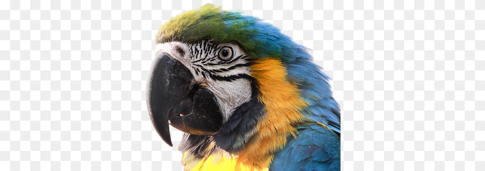 Ara Animal, Bird, Macaw, Parrot Png Image