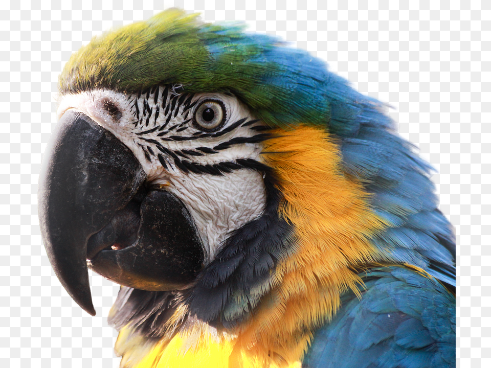 Ara Animal, Bird, Macaw, Parrot Png