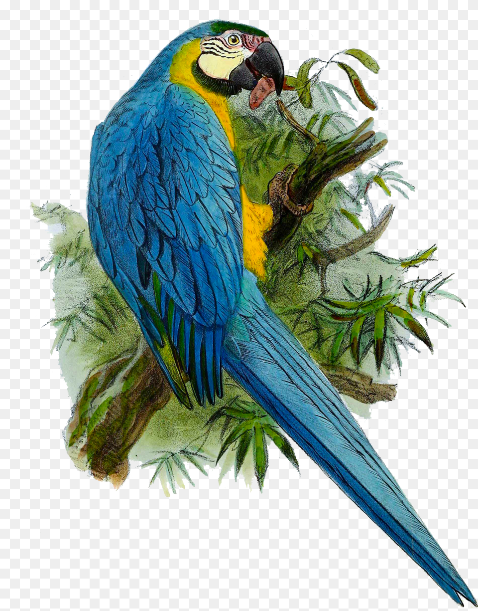 Ara Ararauna 1876 Onze Vogel 1869 Blue Parrot Canvas Art Jg Keulemans Free Transparent Png