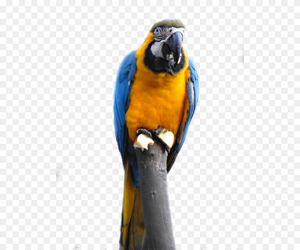 Ara Ararauna Transp La Senda Verde, Macaw, Animal, Bird, Parrot Png Image