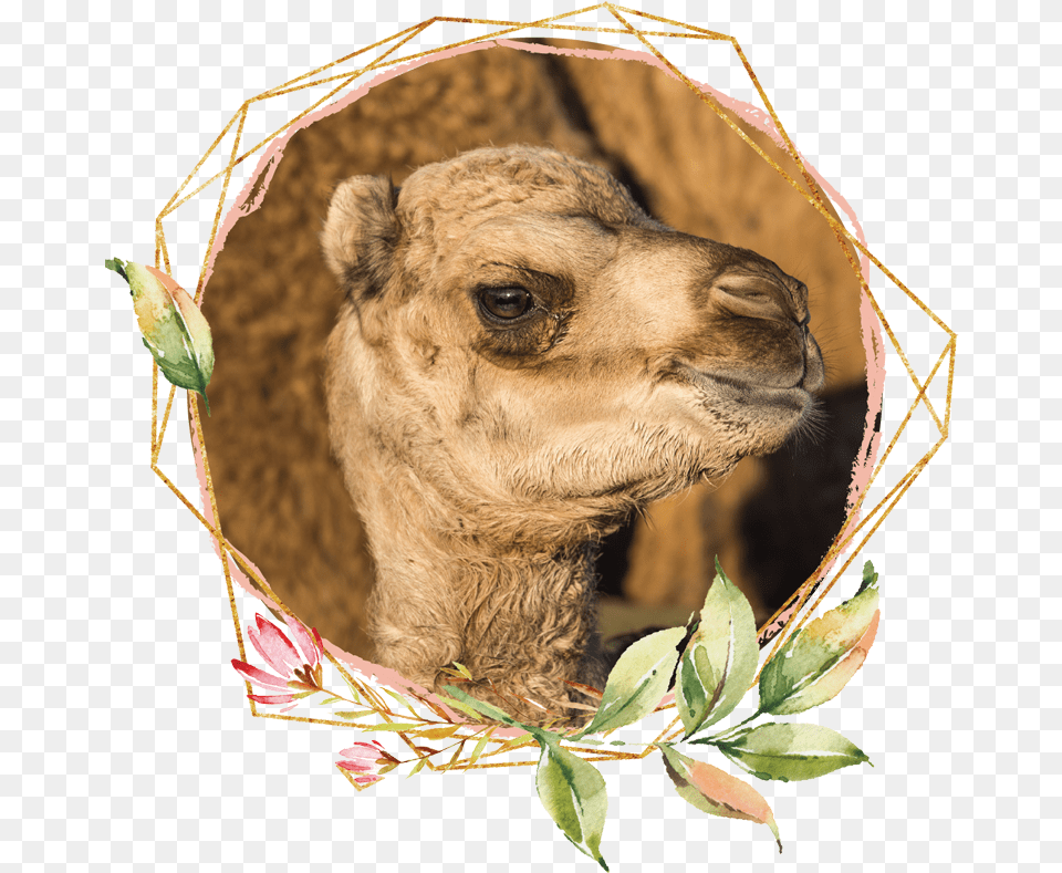 Arabian Camel, Animal, Mammal, Plant Png Image