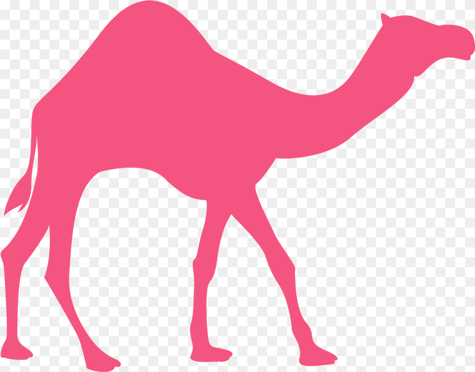 Arabian Camel, Animal, Mammal, Adult, Female Png