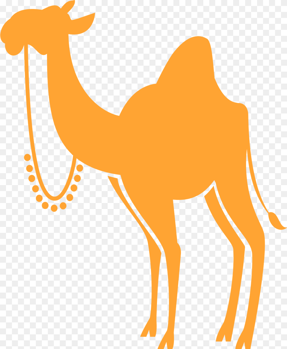 Arabian Camel, Text, Texture Png Image