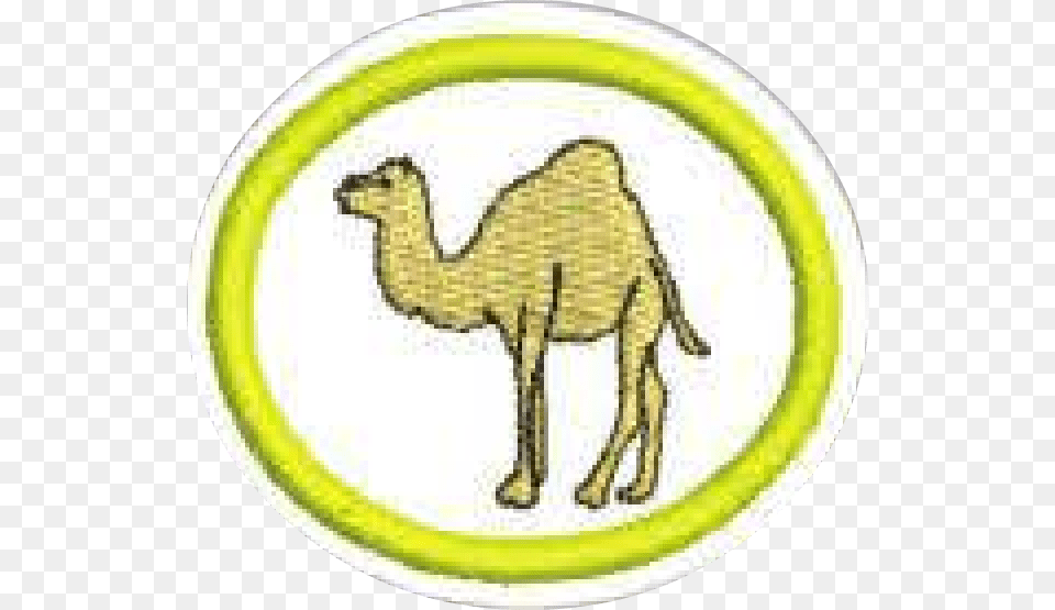 Arabian Camel, Animal, Mammal Png