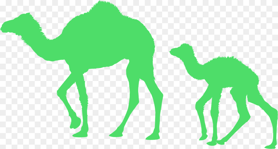 Arabian Camel, Animal, Mammal, Horse Png Image
