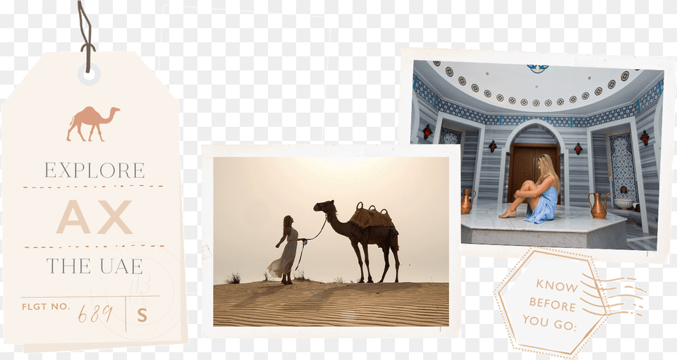Arabian Camel, Person, Animal, Mammal Free Png Download