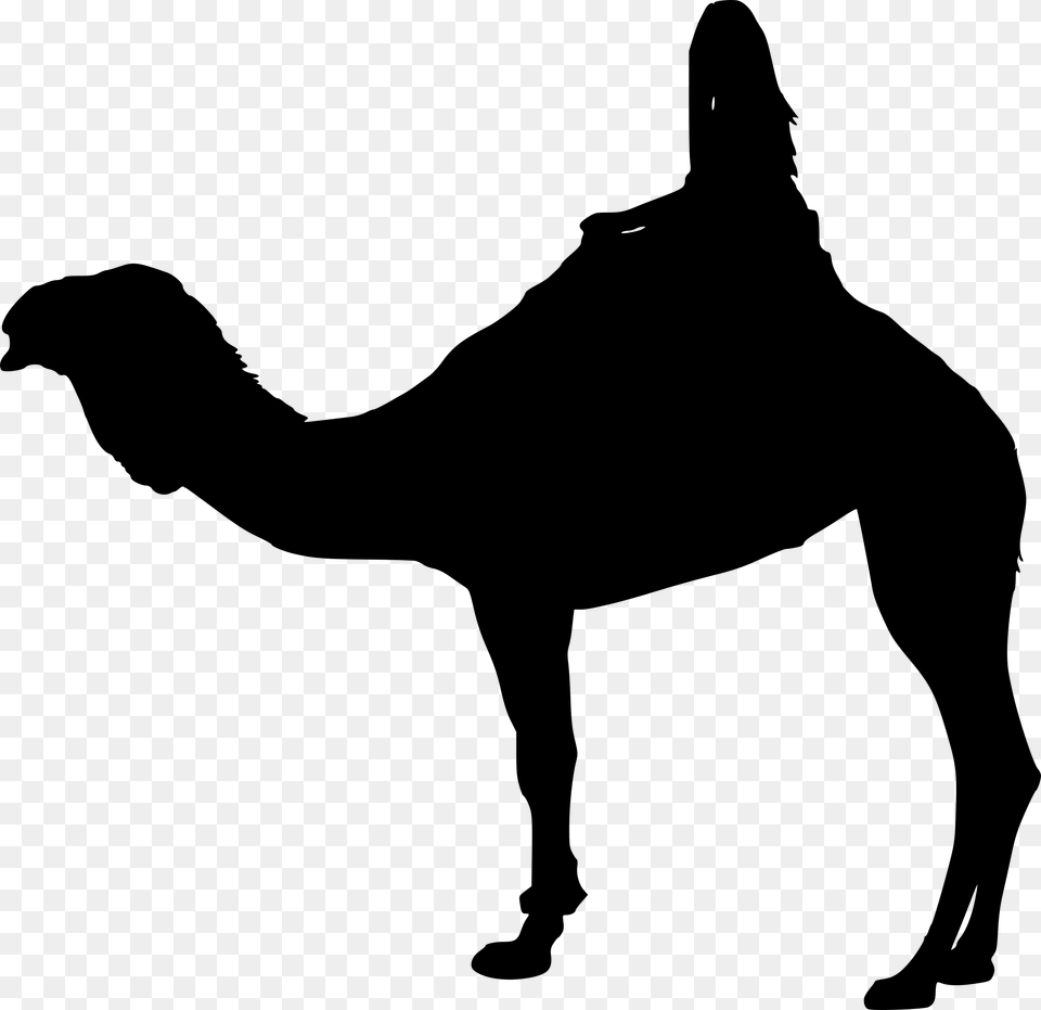 Arabian Camel, Gray Free Transparent Png