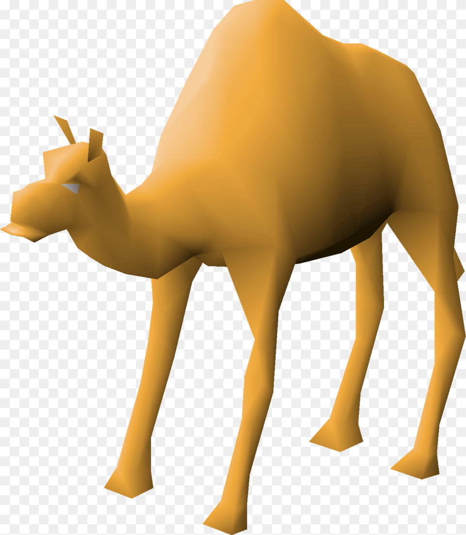 Arabian Camel, Animal, Mammal, Person Free Png