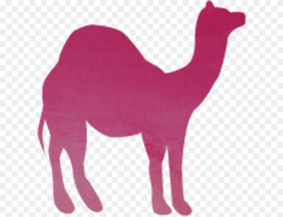 Arabian Camel, Animal, Mammal, Person Png Image