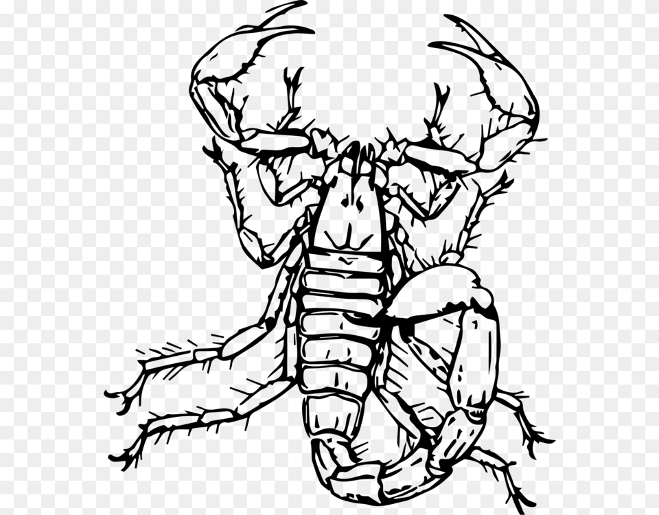 Arabian Fat Tailed Scorpion Drawing Insect, Gray Free Transparent Png