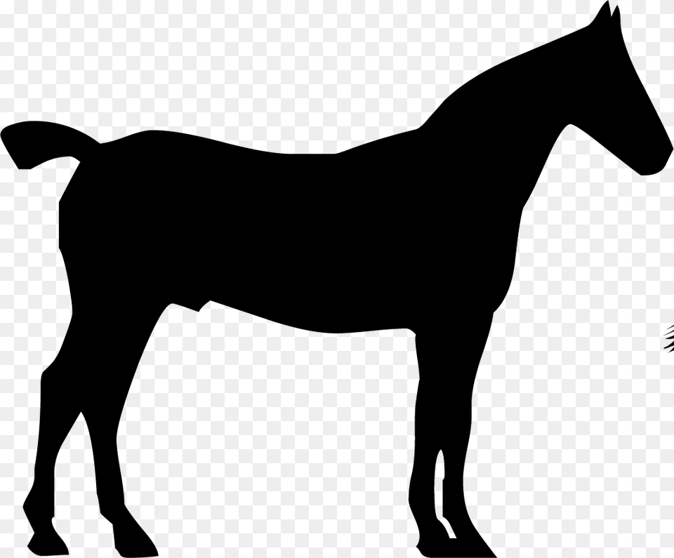 Arabian Horse Head Silhouette, Animal, Mammal, Colt Horse Free Png Download