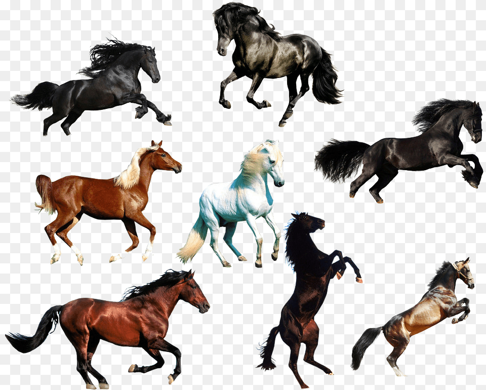 Arabian Horse Wild Horse Animal Horse, Colt Horse, Mammal Free Png