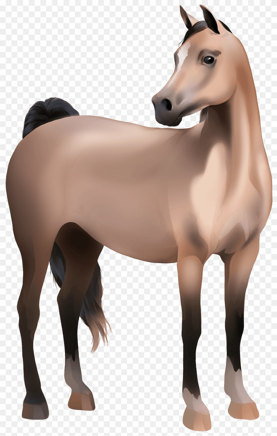 Arabian Mare Clipart, Animal, Colt Horse, Horse, Mammal Png Image