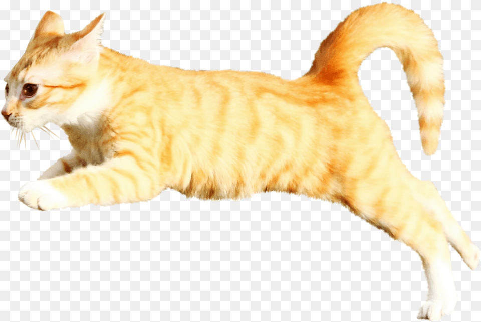 Arabian Mau, Animal, Cat, Mammal, Manx Png Image