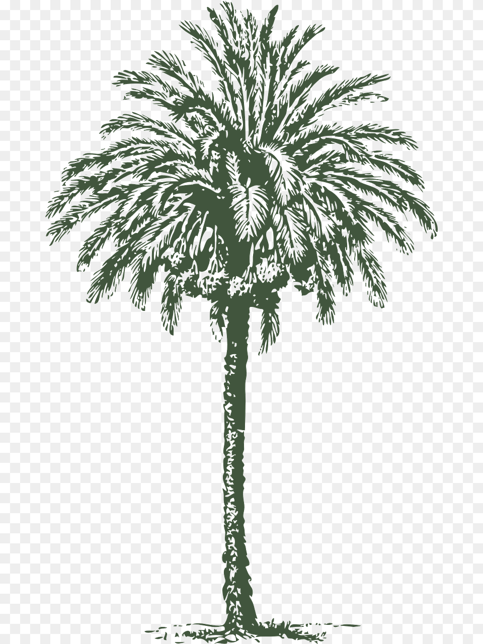 Arabic Palm Tree Vector, Palm Tree, Plant, Vegetation Png Image