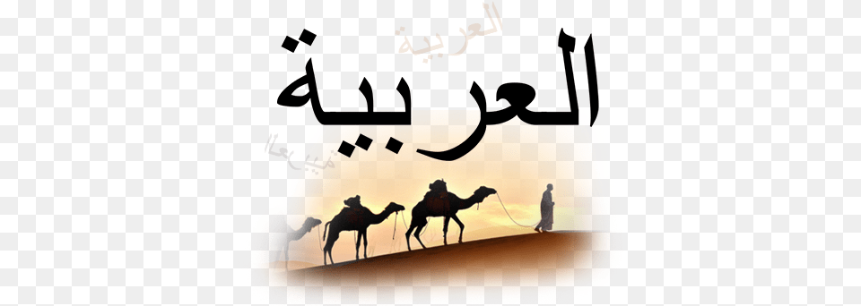 Arabic To English Kill Yourself In Arabic, Animal, Camel, Mammal, Person Png