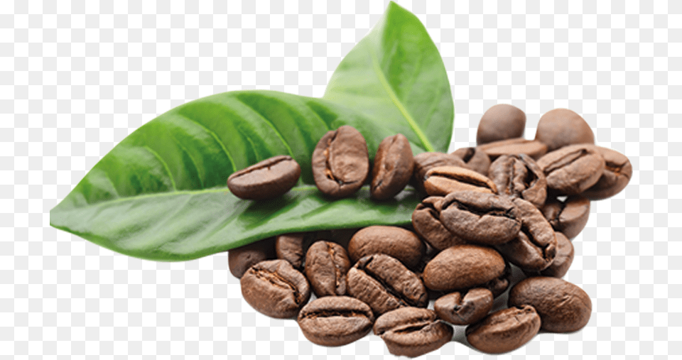 Arabica Coffee The Coffee Bean Amp Tea Leaf Kona Coffee Coffee Grounds Transparent, Beverage, Coffee Beans, Animal, Insect Free Png