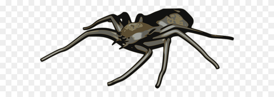 Arachnid Animal, Invertebrate, Spider Free Transparent Png