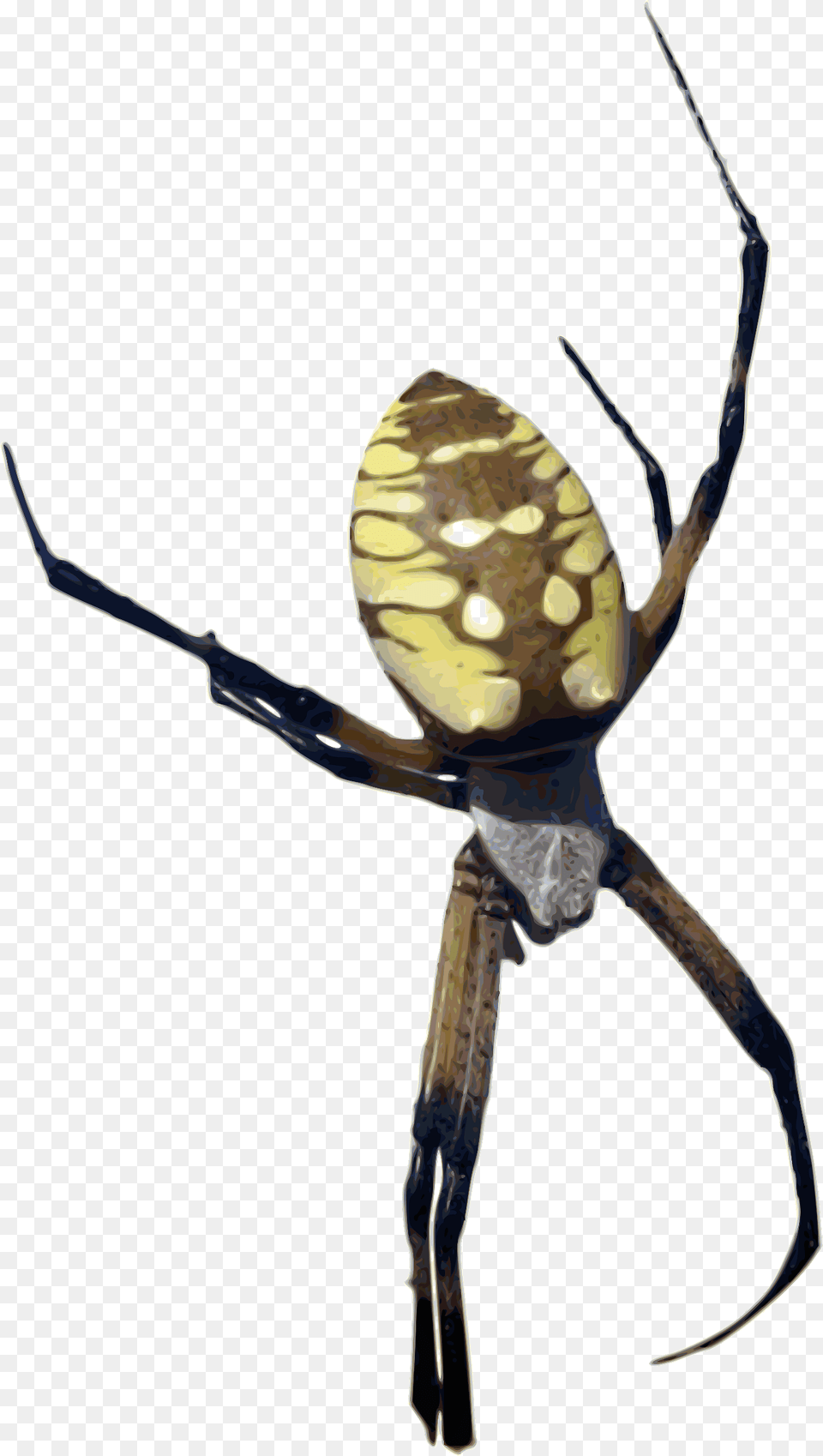 Arachnid Clipart Colorful, Animal, Invertebrate, Spider, Garden Spider Free Png