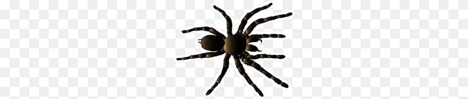 Arachnid Spider Tarantula Sticker, Animal, Invertebrate, Insect, Bow Png
