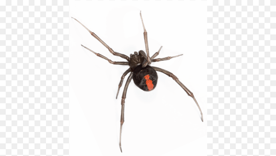 Araigne Red Back, Animal, Invertebrate, Spider, Black Widow Free Png