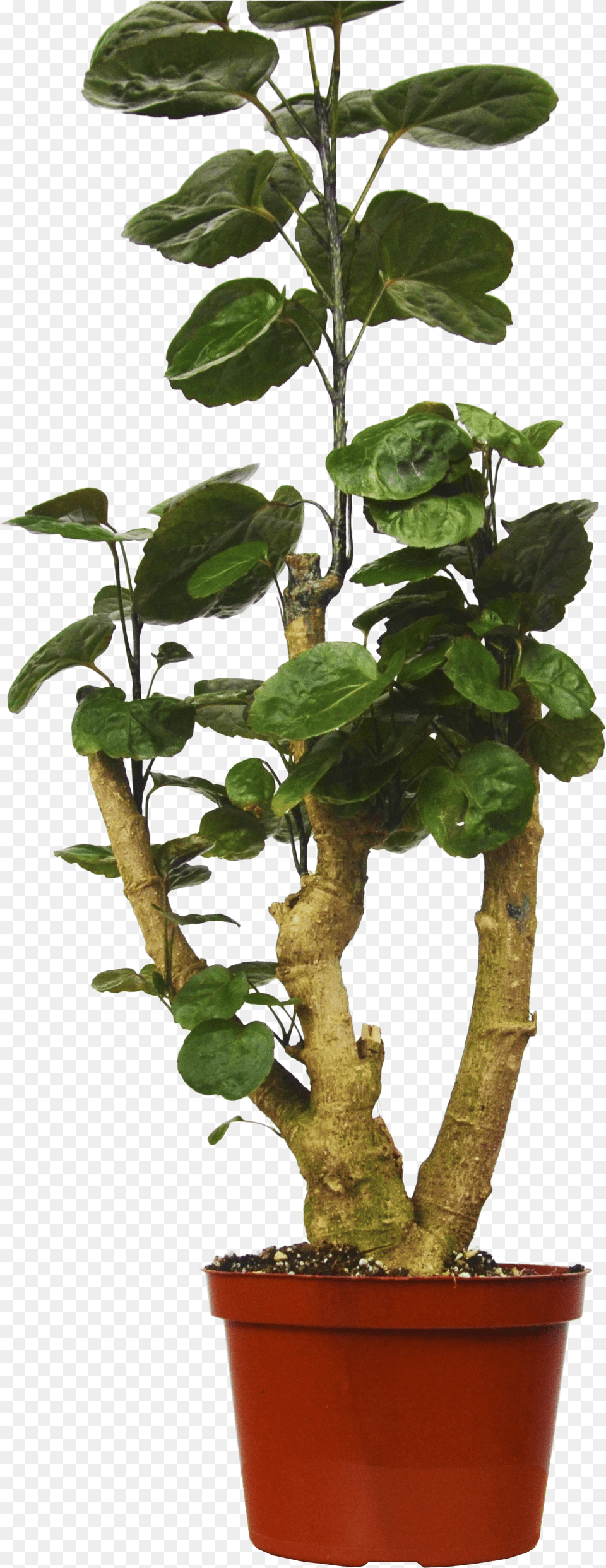 Aralia Fabian, Leaf, Plant, Potted Plant, Tree Png Image