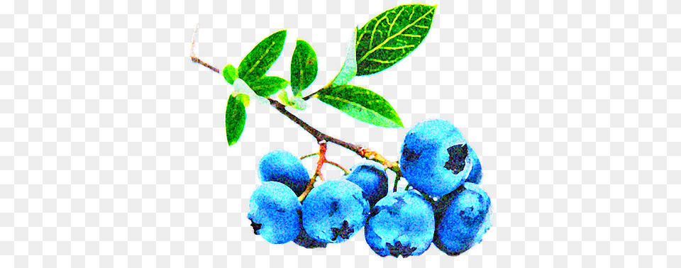 Arandanos Star, Berry, Blueberry, Food, Fruit Free Png