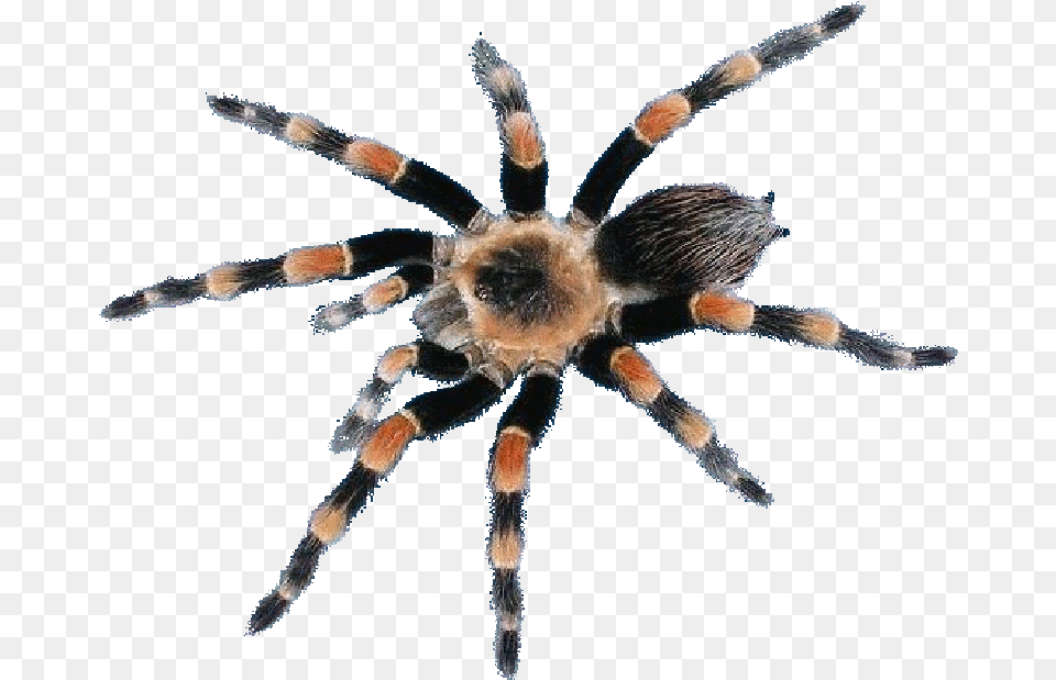 Araneus Cavaticus, Animal, Invertebrate, Spider, Insect Free Png